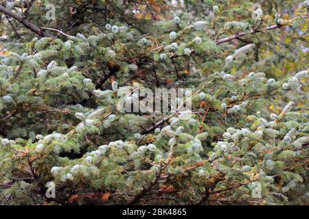 Spruce branches Stock Photo