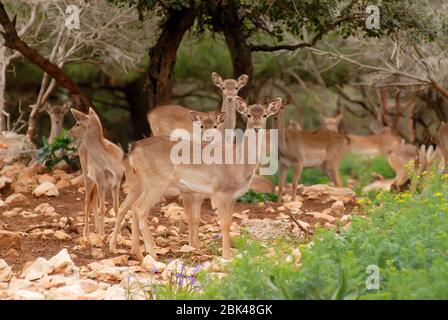 Persian Fallow Deer Stock Photo