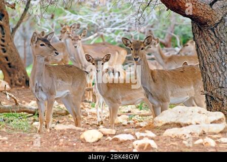 Persian Fallow Deer Stock Photo