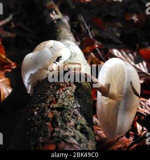 a couple of white mushroom on a tree Stock Photo