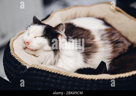 Homeless cat alone sleeps on couch in animal shelter, in background cages for keeping Stock Photo