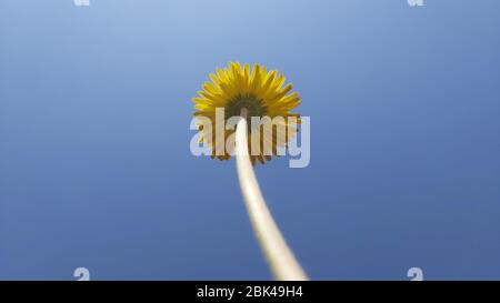Yellow Flower stands tall towards clear blue sky Stock Photo