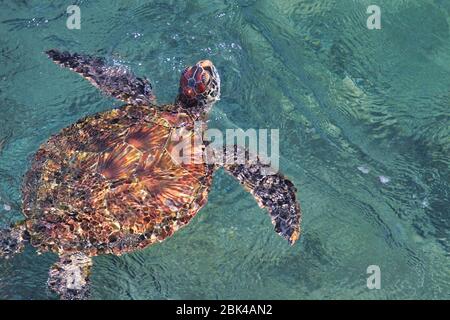 Hawksbill sea turtle swimming up to the surface on Maui. Stock Photo