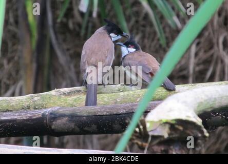 A couple of Common Bulbul bird sit on a branch of tree. Stock Photo
