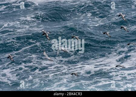 A group of Cape Petrels (Daption capense) and Southern Fulmars (Fulmarus glacialoides) flying over rough seas in the Drake Passage