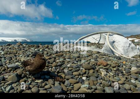 Skua on beach at the Polish research station Henryk Arctowski (Polish:Polska Stacja Antarktyczna im. Henryka Arctowskiego) in Admiralty Bay on King Ge Stock Photo