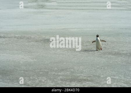 A Adelie penguin (Pygoscelis adeliae) is walking on a frozen pond at the Polish research station Henryk Arctowski (Polish:Polska Stacja Antarktyczna i Stock Photo