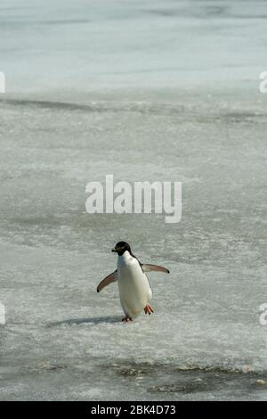 A Adelie penguin (Pygoscelis adeliae) is walking on a frozen pond at the Polish research station Henryk Arctowski (Polish:Polska Stacja Antarktyczna i Stock Photo