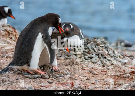 Gentoo penguins (Pygoscelis papua) displaying courtship behavior at Yankee Harbor, Greenwich Island in the South Shetland Islands off the coast of Ant Stock Photo