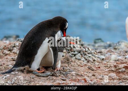 Gentoo penguins (Pygoscelis papua) displaying courtship behavior at Yankee Harbor, Greenwich Island in the South Shetland Islands off the coast of Ant Stock Photo