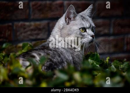 Grey cat in green foliage looking ahead Stock Photo