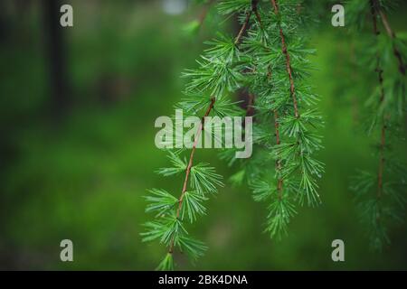 Rain drops on green larch branch, summer tree background Stock Photo