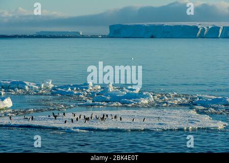 Adelie penguins (Pygoscelis adeliae) on ice floe at Hope Bay on the tip of the Antarctic Peninsula Stock Photo