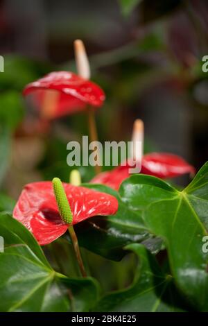 Red peace lily flowers with green foliage on a blurry background. Dutch Red Anthurium. Spathiphyllum flowers.