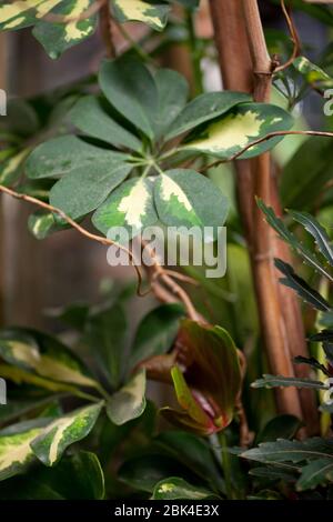 Dwarf umbrella tree and bamboo sticks on a blurry background. Schefflera arboricola. Stock Photo