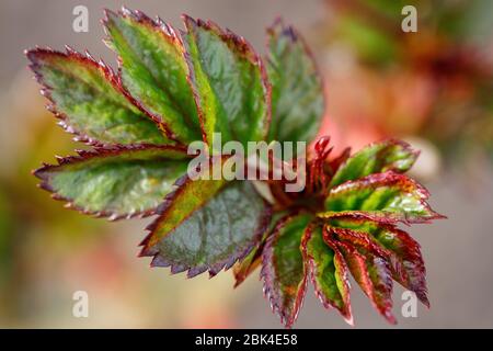 Seedlings of garden roses in the rain. Young sprout. Green leaves with green leaf background. Selective focus Stock Photo