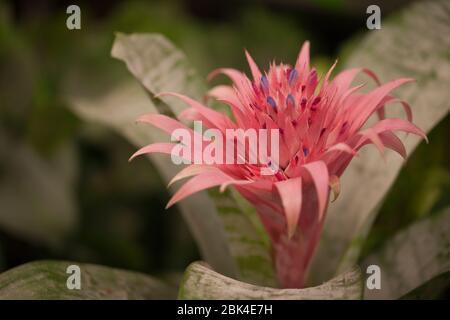 Bromeliad with pink flower. Aechmea fasciata. Stock Photo