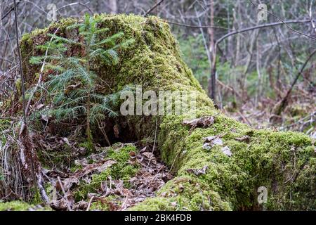 moss on the tree stump in the forest Stock Photo