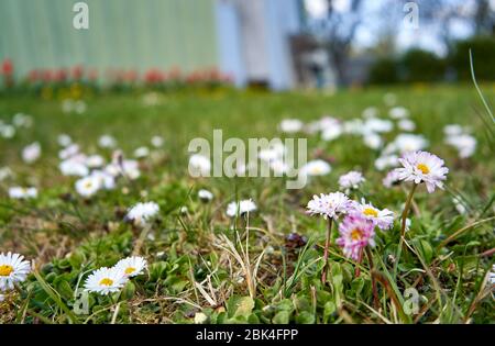 rWhite daisies in the garden during spring time Stock Photo