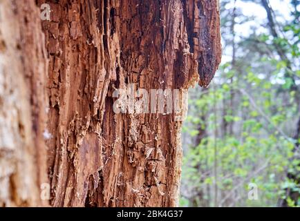 Old tree bark texture in the woods Stock Photo