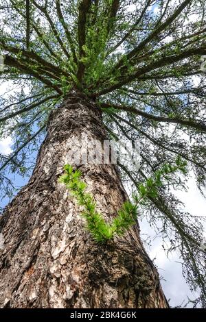 Larix decidua tree trunk European larch, old tree bark Stock Photo