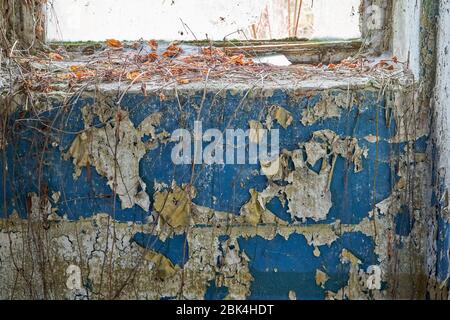 Old blue painted wall in abandoned building. Stock Photo