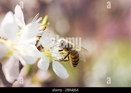 bee flying from a flower to another in a beautiful spring sunny day collecting nectar Stock Photo