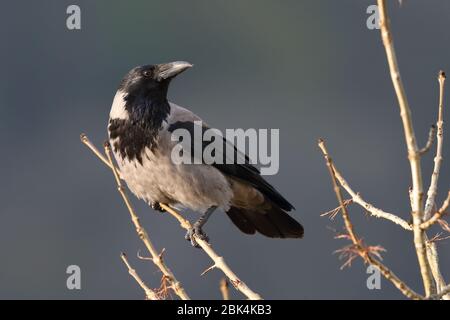 Hooded Crow Stock Photo