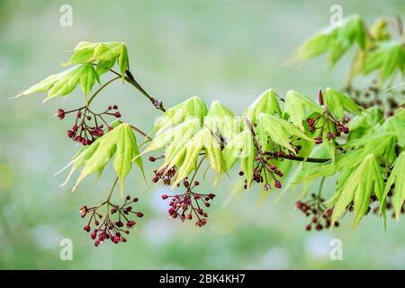 Maple Acer palmatum flowers young leaves, blossoms Stock Photo