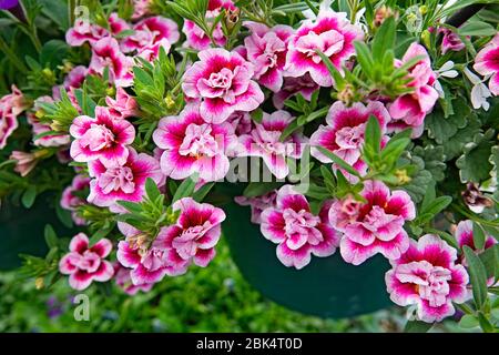 Leaves of domestic plants and flowers in a nursery in Bend, Oregon. Stock Photo