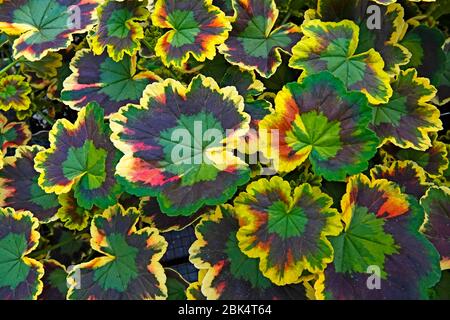 Leaves of domestic plants and flowers make pretty patterns in a nursery in Bend, Oregon. Stock Photo