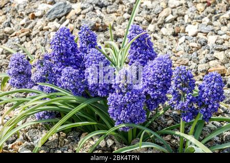 Grape Hyacinth Muscari armeniacum 'Blue Spike' Stock Photo