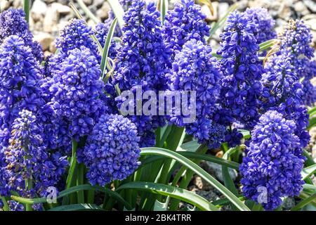 Grape Hyacinth Blue Muscari armeniacum 'Blue Spike' april flowers Stock Photo