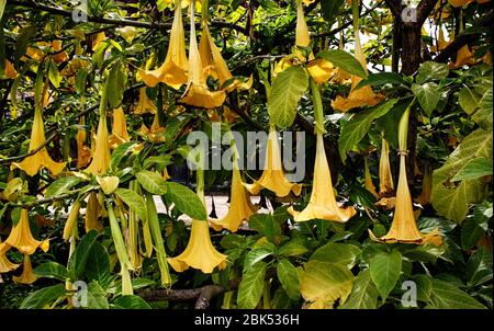 Yellow blossoms of Angel's trumpets (Brugmansia) tree flowers - amazing tropical plants, in Barcelona park. Catalonia, Spain. Stock Photo