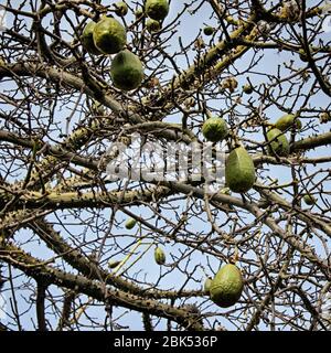 Ceiba insignis (White Floss Silk Tree) branches and fruits in Barcelona city park. Catalonia, Spain. Stock Photo