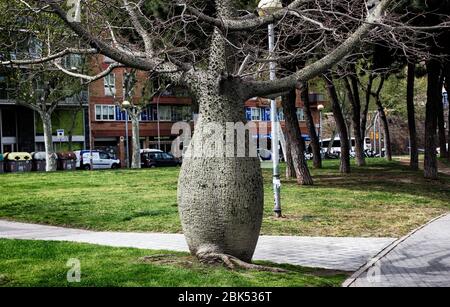 Ceiba insignis (White Floss Silk Tree) in Barcelona city park. Catalonia, Spain. Stock Photo