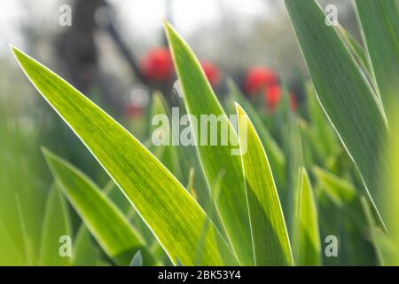 Green young grass flower leaves on bright sun shine through in garden. Spring sunny development growth Stock Photo