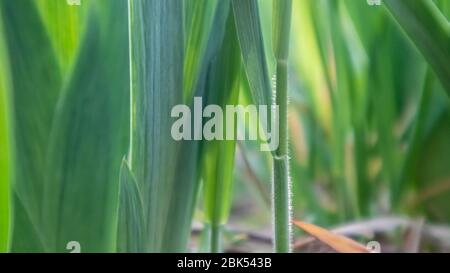 Green young grass leaves growing in spring close-up. Macro growth Stock Photo
