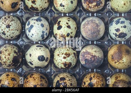 Quail eggs in a tray. Little raw eggs. healthy food. top view. Stock Photo