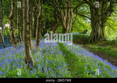 Lewesdon Hill, Dorset, UK.  1st May 2020.  UK Weather.  Bluebells in full bloom in the woods on Lewesdon Hill near Broadwindsor in Dorset at the end of a warm sunny day.  Picture Credit: Graham Hunt/Alamy Live News Stock Photo