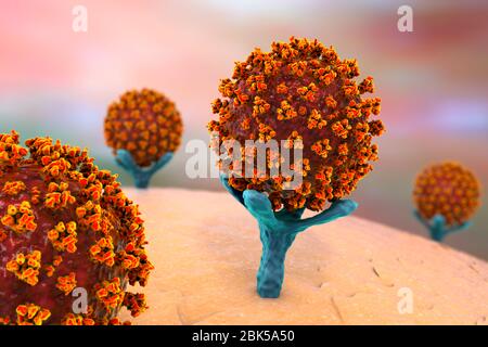 Covid-19 coronavirus binding to human cell, illustration Stock Photo