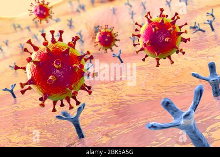 Covid-19 coronavirus binding to human cell, conceptual computer illustration. SARS-CoV-2 coronavirus (previously 2019-nCoV) binding to an ACE2 receptor on a human cell (not to scale). SARS-CoV-2 causes the respiratory infection Covid-19, which can lead to fatal pneumonia. ACE2 (angiotensin-converting enzyme 2) is a membrane-bound aminopeptidase, the key host receptor for the spike glycoprotein of SARS-CoV-2 which serves as initial step in the development of coronavirus infection on a cellular level and a potential target for treatment strategy. Stock Photo