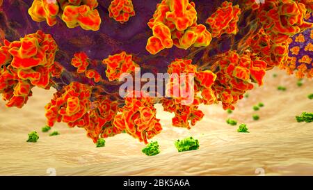 Covid-19 coronavirus binding to human cell, illustration Stock Photo