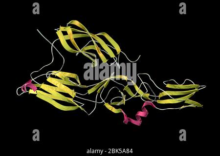 Hantavirus (Hantaan virus) membrane fusion glycoprotein Gc, asymmetric unit, computer illustration. The surface molecule which is responsible for virus entry into the cell. Stock Photo