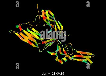 Hantavirus (Hantaan virus) membrane fusion glycoprotein Gc, asymmetric unit, computer illustration. The surface molecule which is responsible for virus entry into the cell. Stock Photo