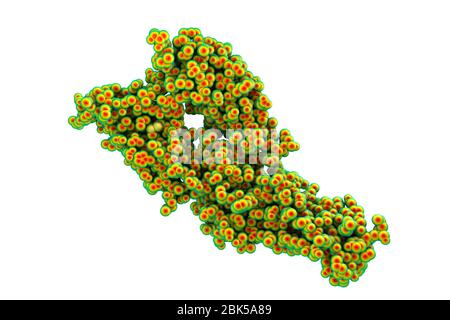 Hantavirus (Hantaan virus) membrane fusion glycoprotein Gc, asymmetric unit, computer illustration. The surface molecule which is responsible for virus entry into the cell. Stock Photo