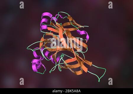 Hantavirus (Hantaan virus) membrane fusion glycoprotein Gn, asymmetric unit, computer illustration. The surface molecule which is responsible for virus entry into the cell. Stock Photo