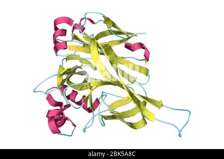 Hantavirus (Hantaan virus) membrane fusion glycoprotein Gn, asymmetric unit, computer illustration. The surface molecule which is responsible for virus entry into the cell. Stock Photo