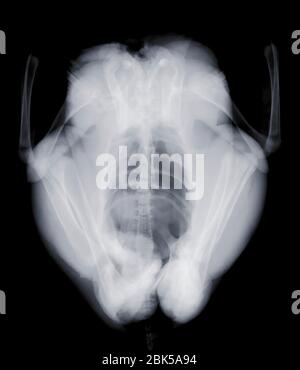 Chicken from above, X-ray. Stock Photo