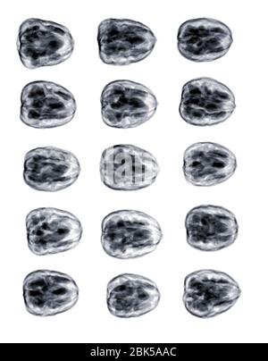 Walnuts in a group, X-ray. Stock Photo